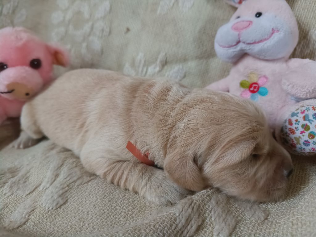 des Berberis - Chiot disponible  - Golden Retriever