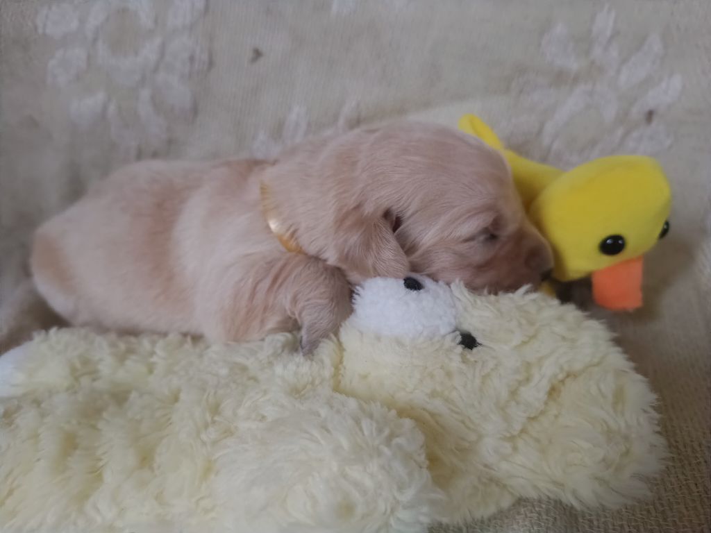 des Berberis - Chiot disponible  - Golden Retriever