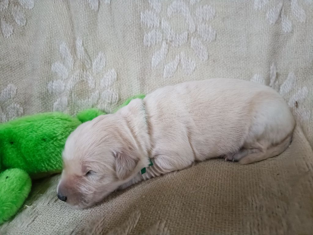 des Berberis - Chiot disponible  - Golden Retriever