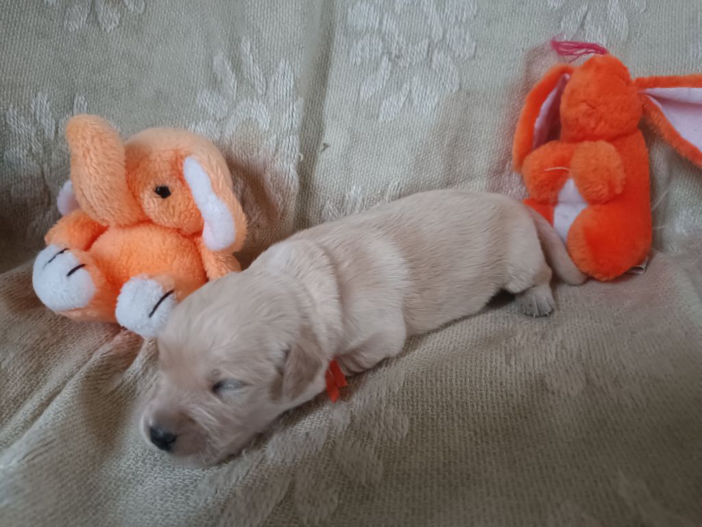 des Berberis - Chiot disponible  - Golden Retriever