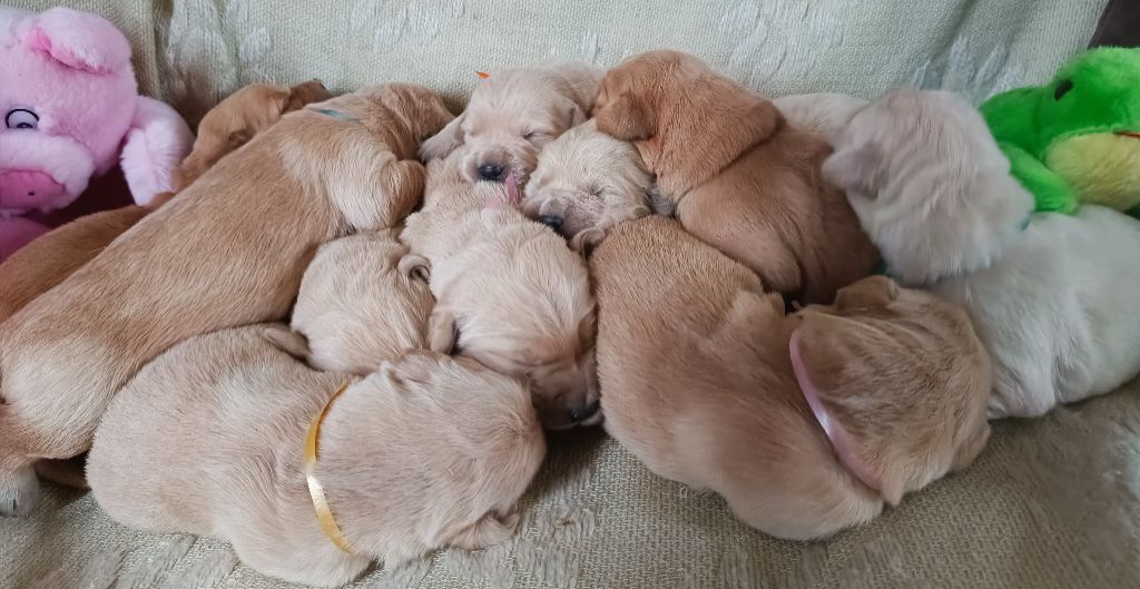 chiot Golden Retriever des Berberis