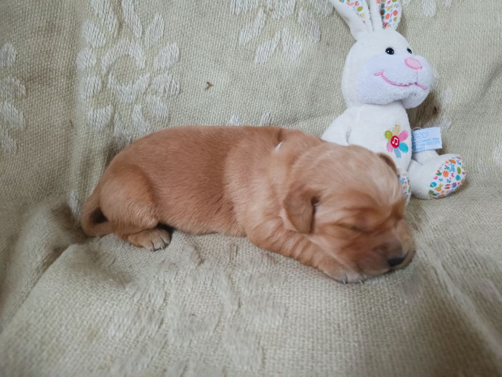 des Berberis - Chiot disponible  - Golden Retriever