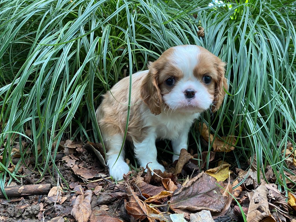 des Berberis - Chiot disponible  - Cavalier King Charles Spaniel