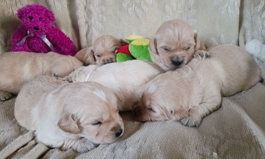 chiot Golden Retriever des Berberis