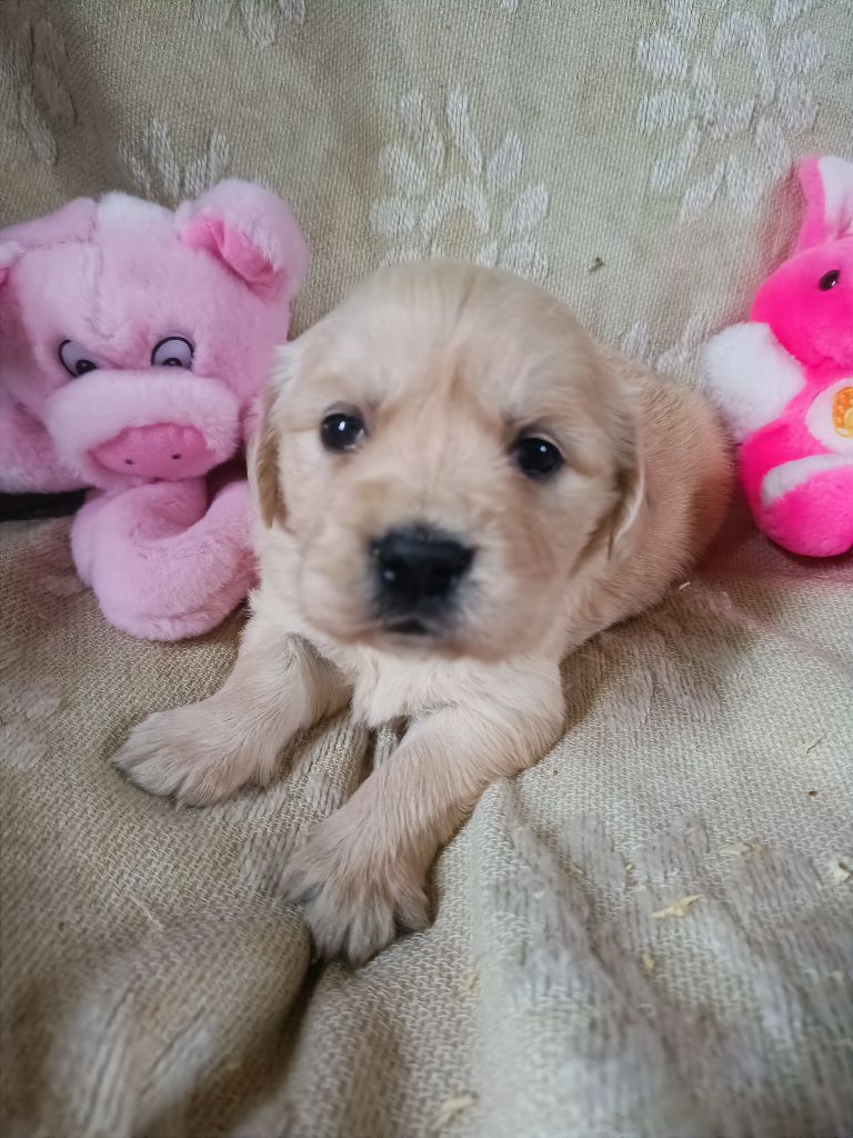 des Berberis - Chiot disponible  - Golden Retriever