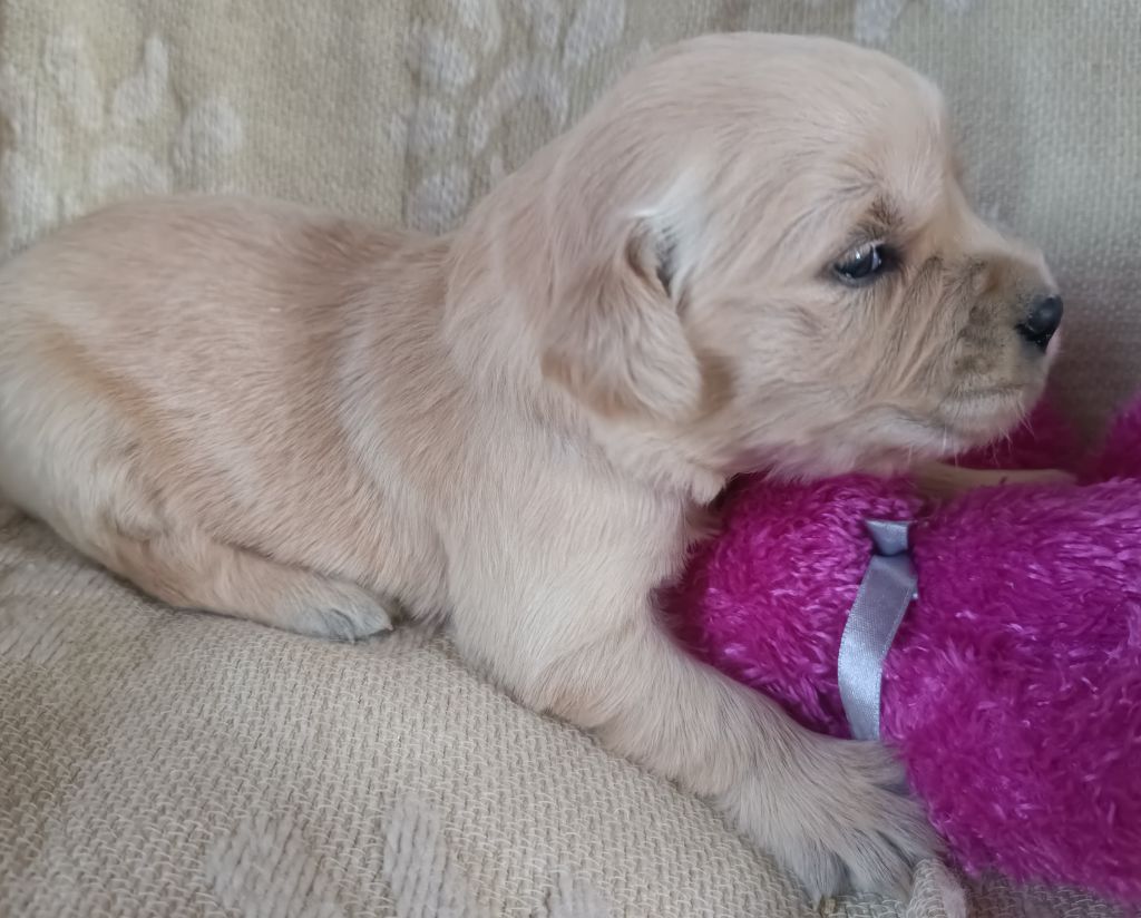 des Berberis - Chiot disponible  - Golden Retriever