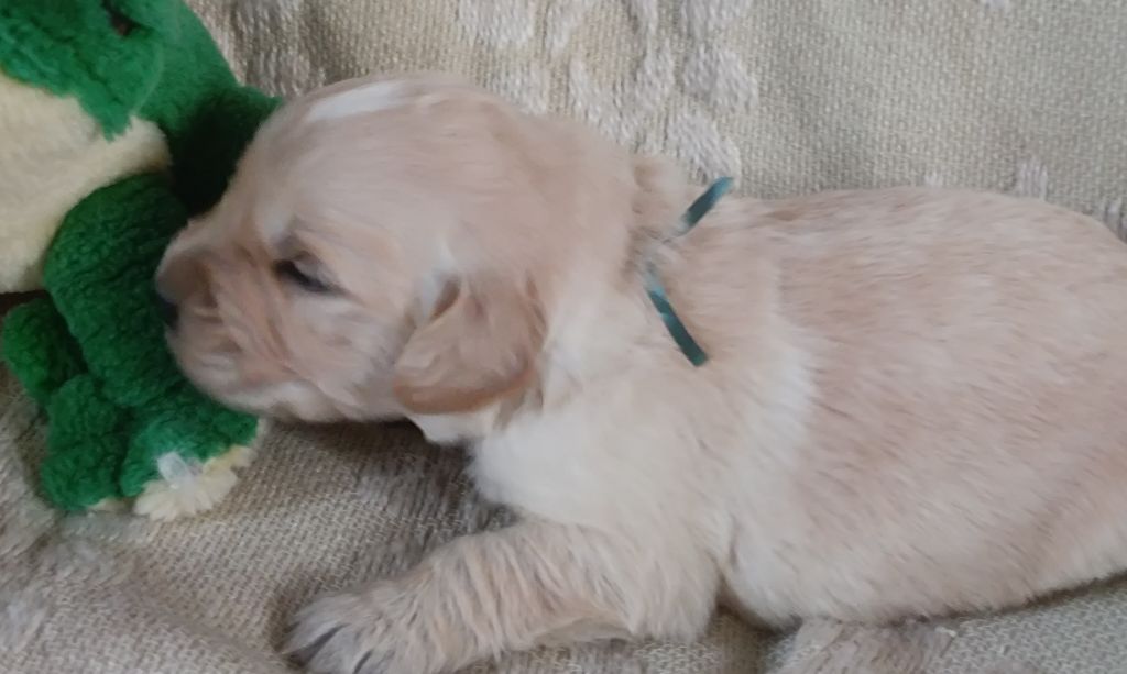 des Berberis - Chiot disponible  - Golden Retriever