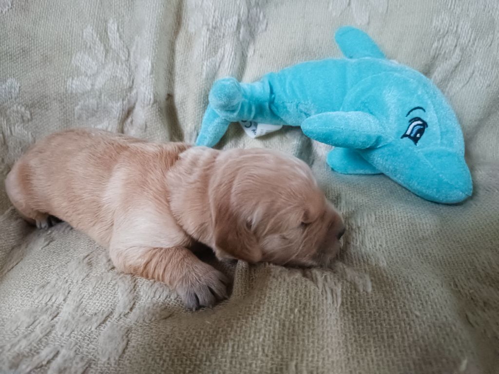 des Berberis - Chiot disponible  - Golden Retriever