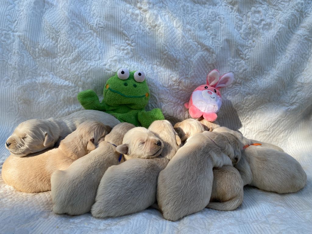 chiot Golden Retriever des Berberis