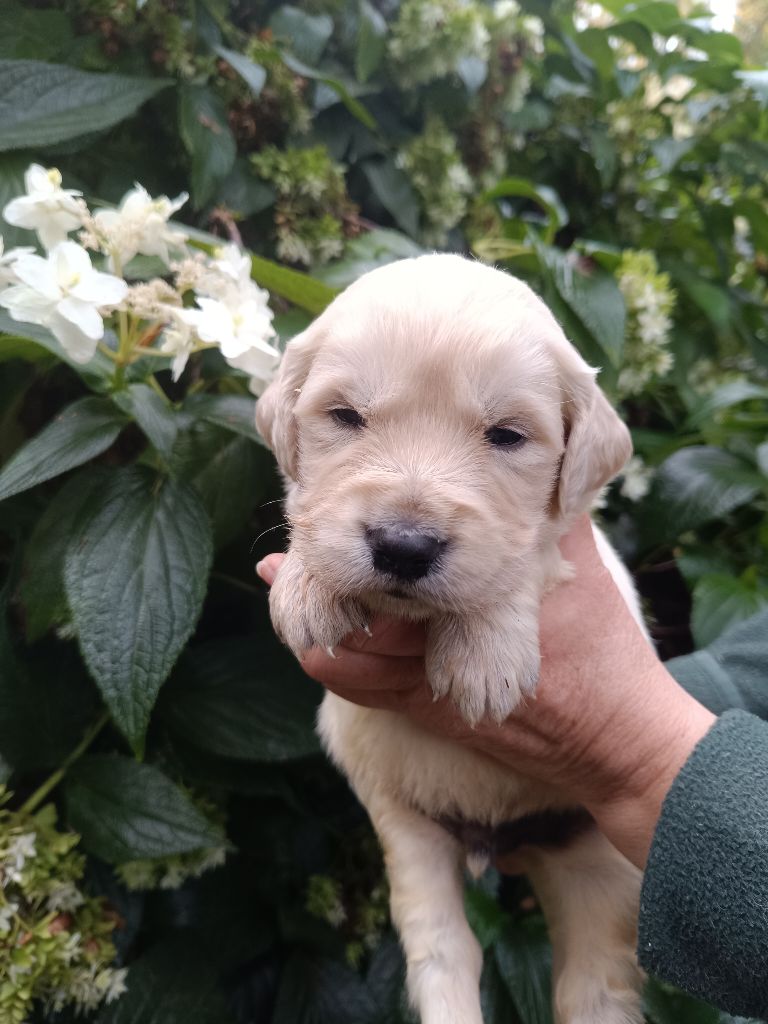 des Berberis - Chiot disponible  - Golden Retriever