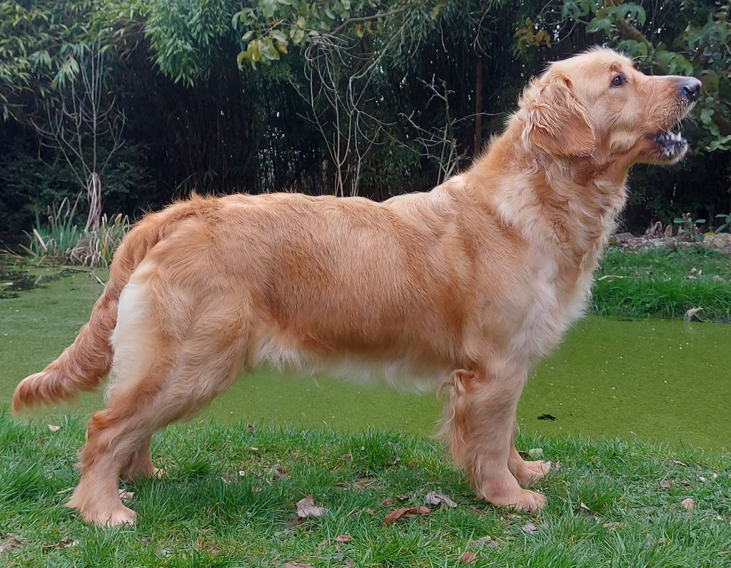 Rhea Du Domaine De Jalisco