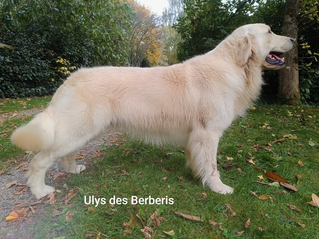 Ulys des Berberis