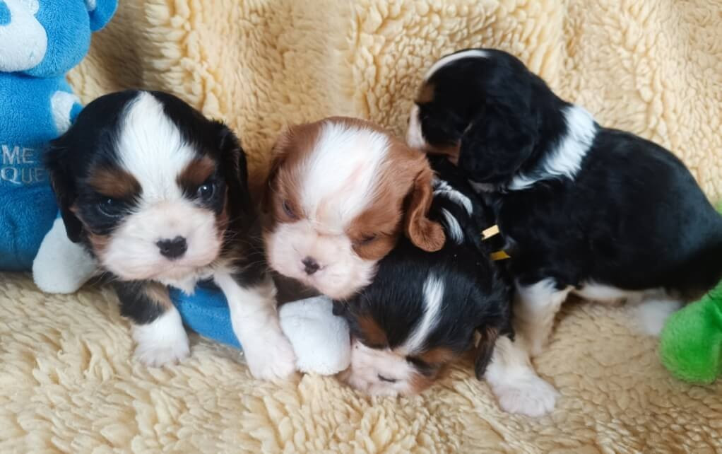 Chiots mâles tricolores et blenheim à réserver