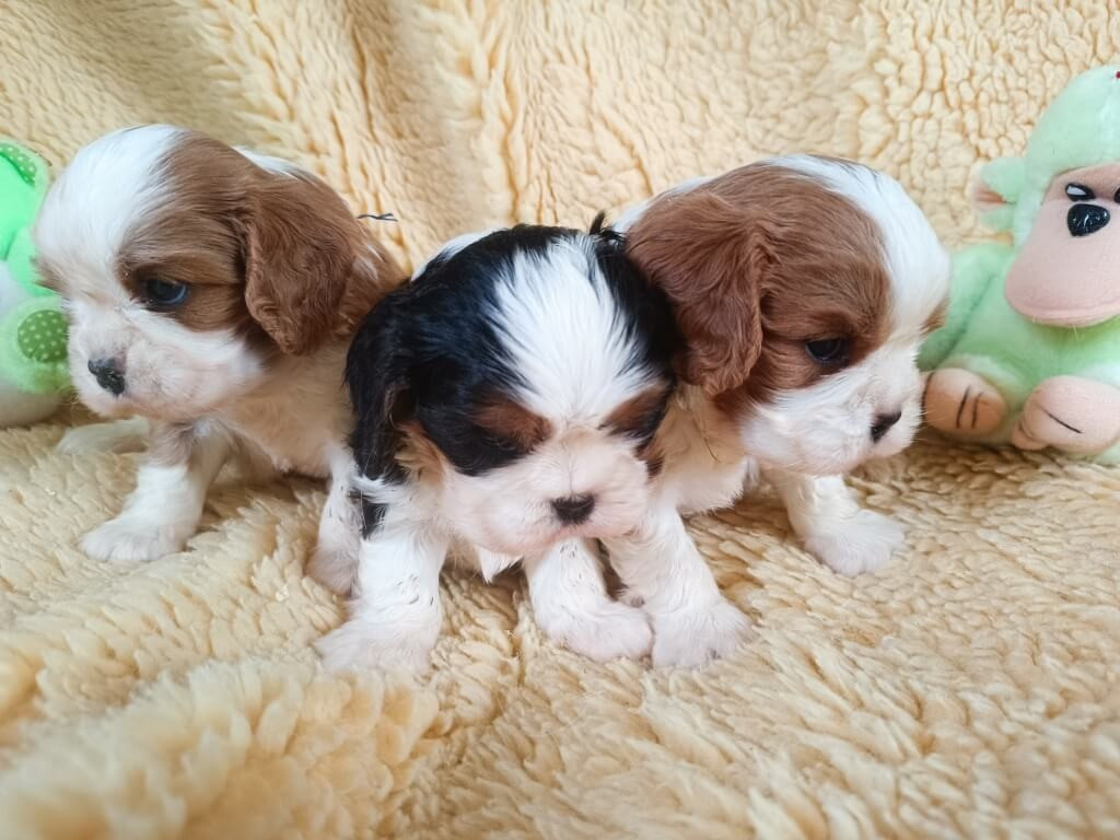 Chiots mâles tricolores et blenheim à réserver