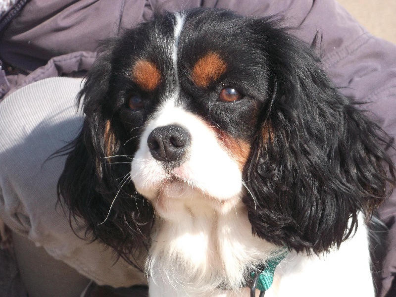 chiens adultes