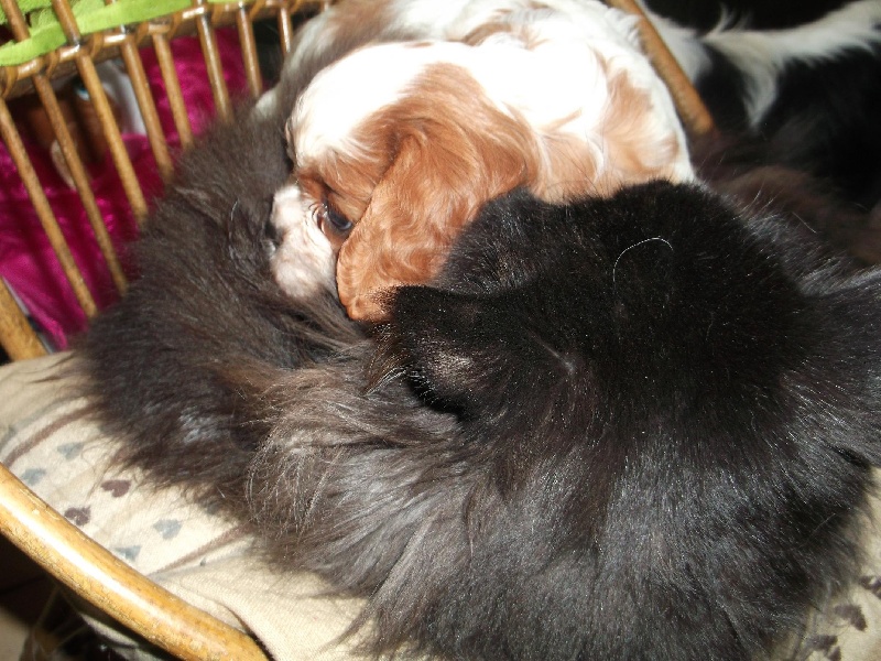 Chiots