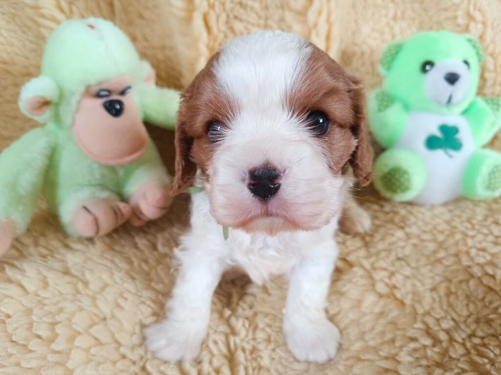 des Berberis - Chiots disponibles - Cavalier King Charles Spaniel