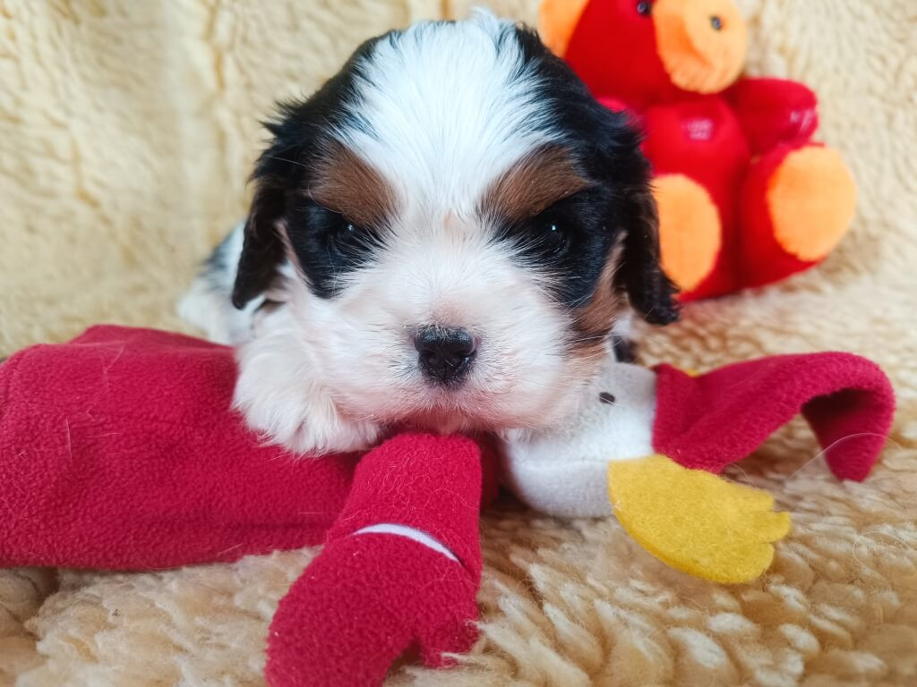 des Berberis - Chiots disponibles - Cavalier King Charles Spaniel