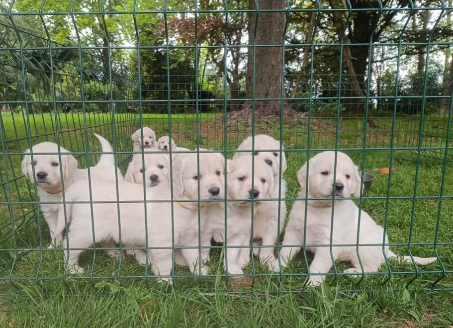 Chiot Golden Retriever des Berberis