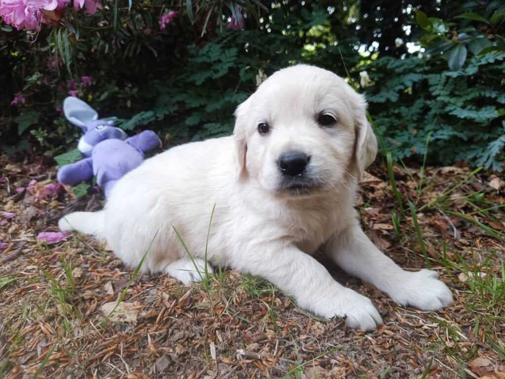 des Berberis - Chiots disponibles - Golden Retriever
