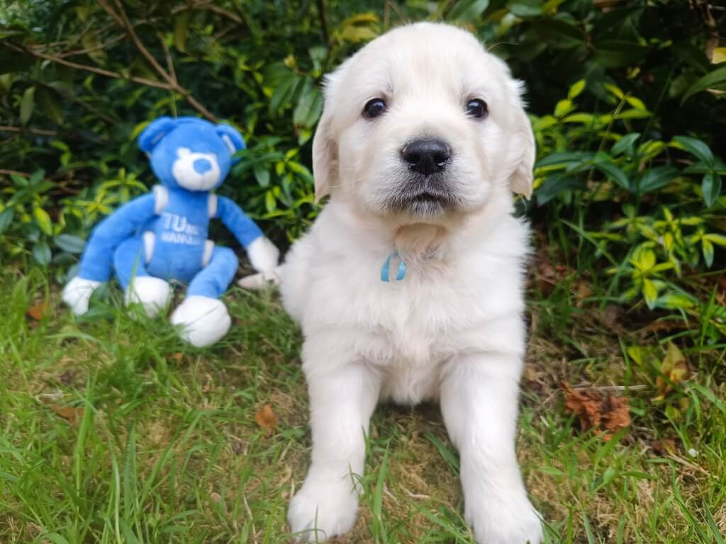 des Berberis - Chiots disponibles - Golden Retriever