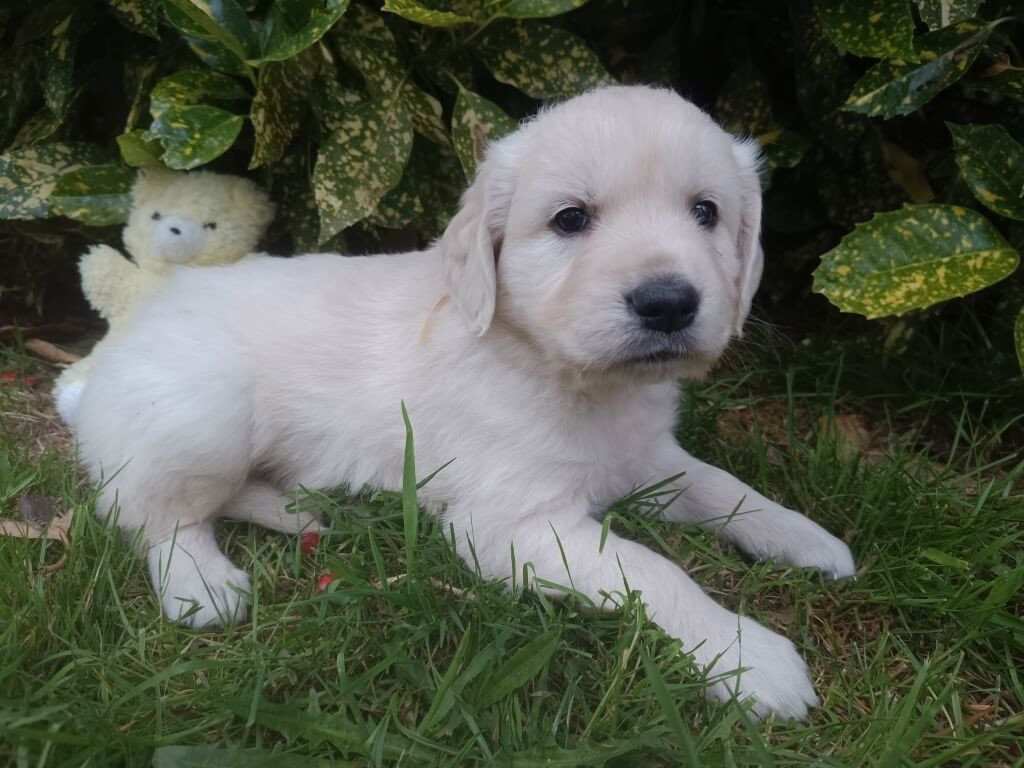 des Berberis - Chiots disponibles - Golden Retriever