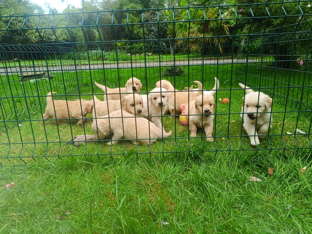 Chiot Golden Retriever des Berberis