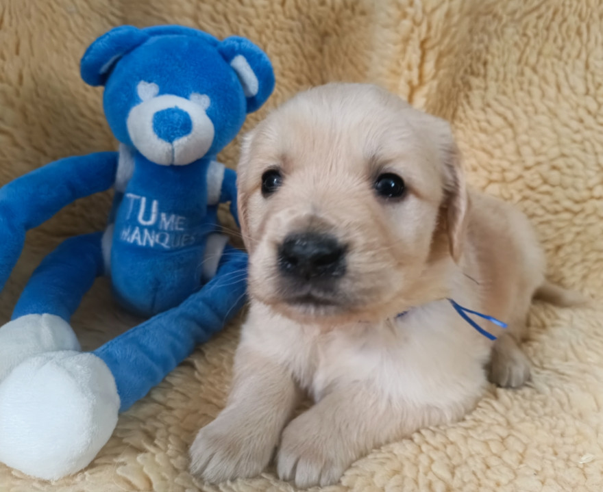 des Berberis - Chiots disponibles - Golden Retriever