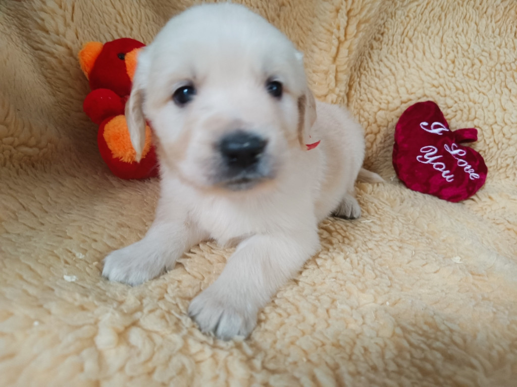 des Berberis - Chiots disponibles - Golden Retriever