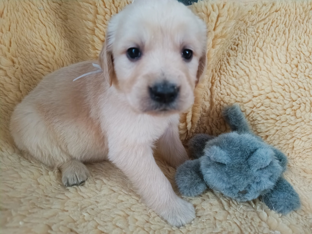 des Berberis - Chiots disponibles - Golden Retriever