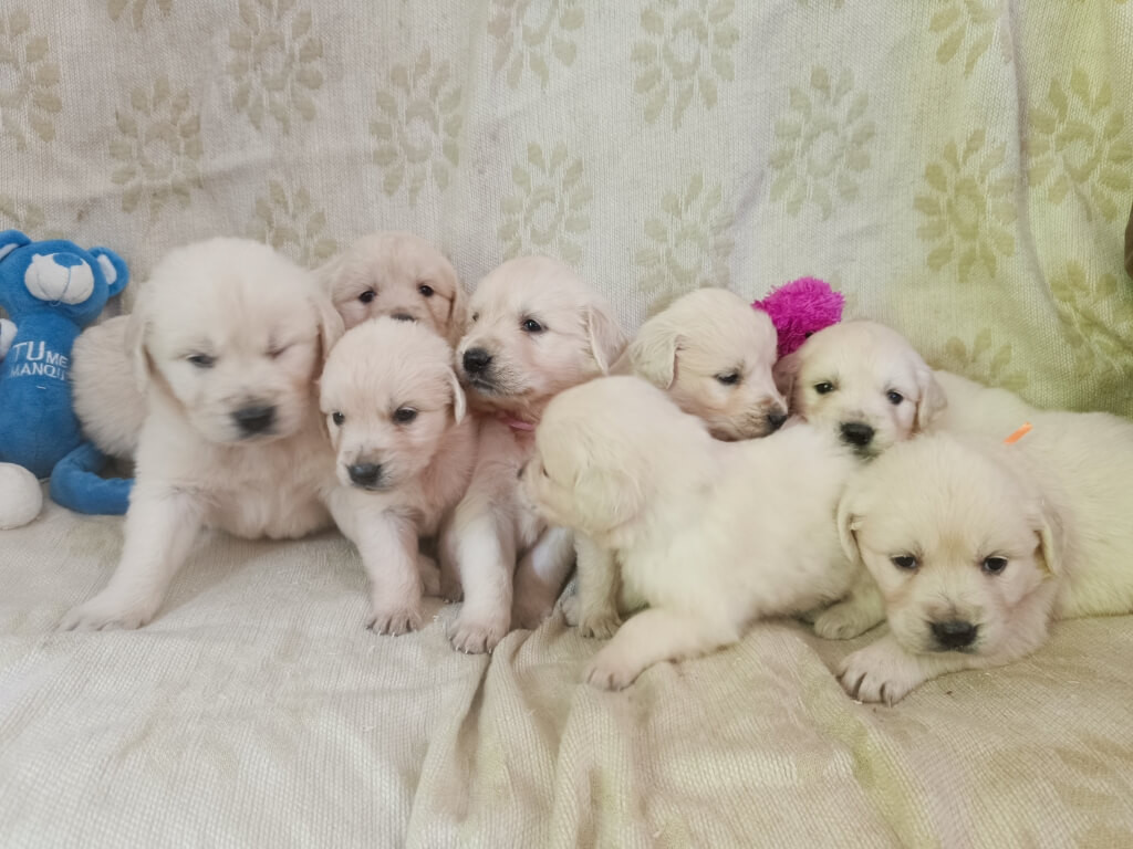 Chiot Golden Retriever des Berberis