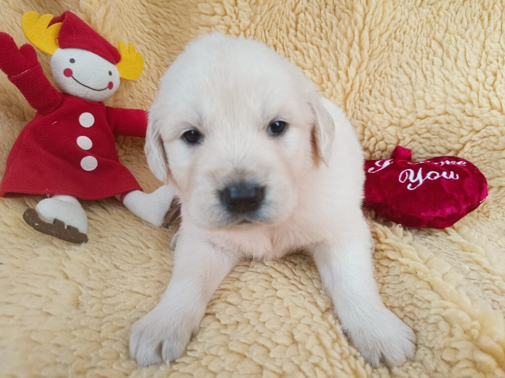 des Berberis - Chiots disponibles - Golden Retriever