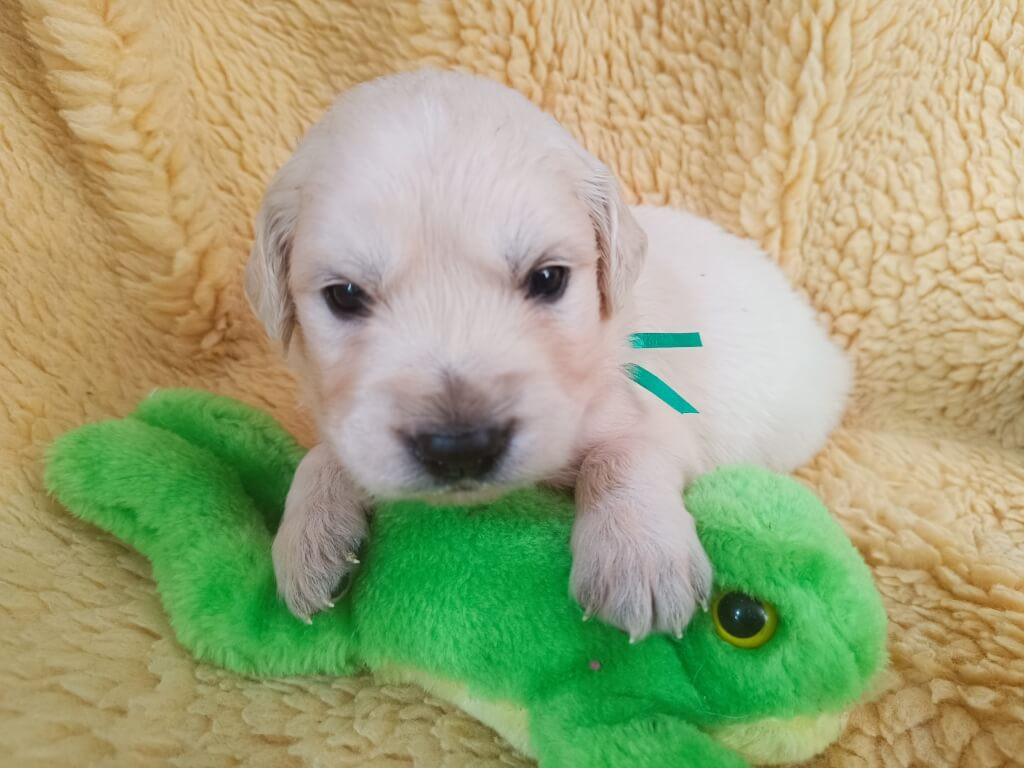 des Berberis - Chiots disponibles - Golden Retriever