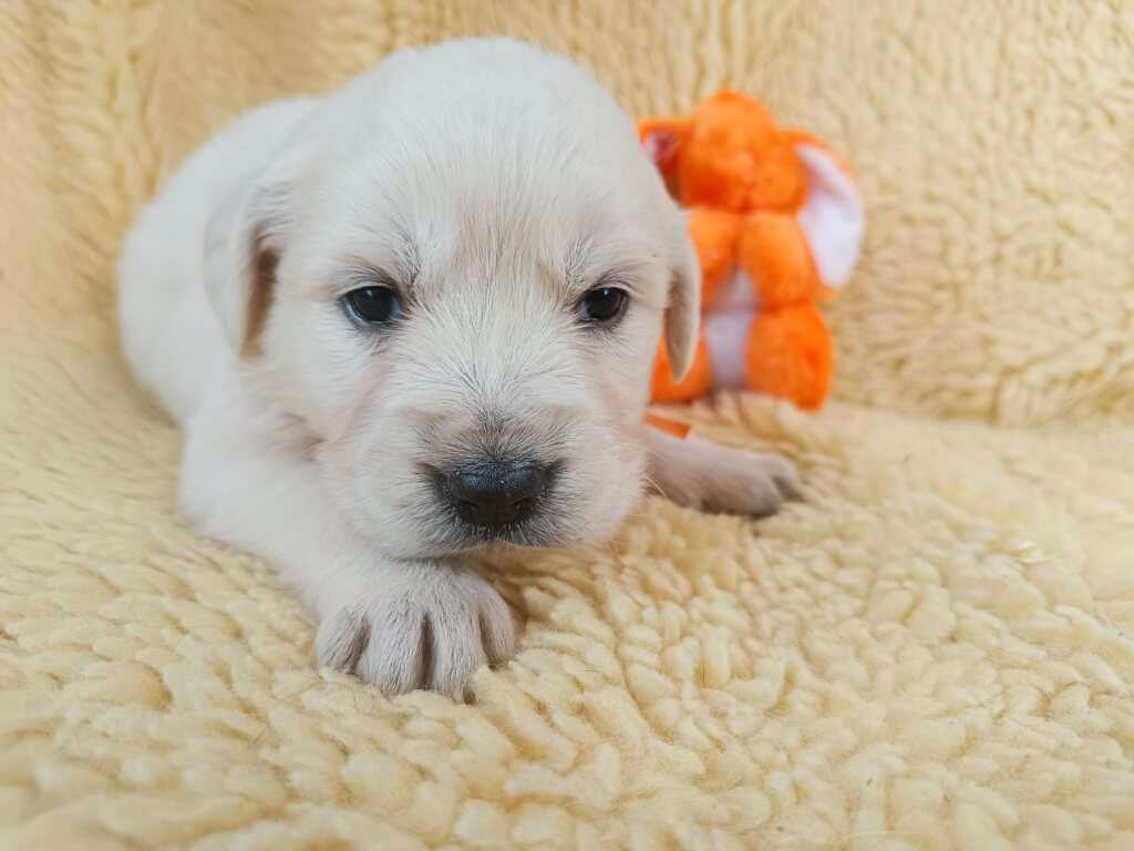 des Berberis - Chiots disponibles - Golden Retriever
