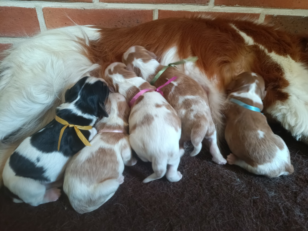 Chiot Cavalier King Charles Spaniel des Berberis
