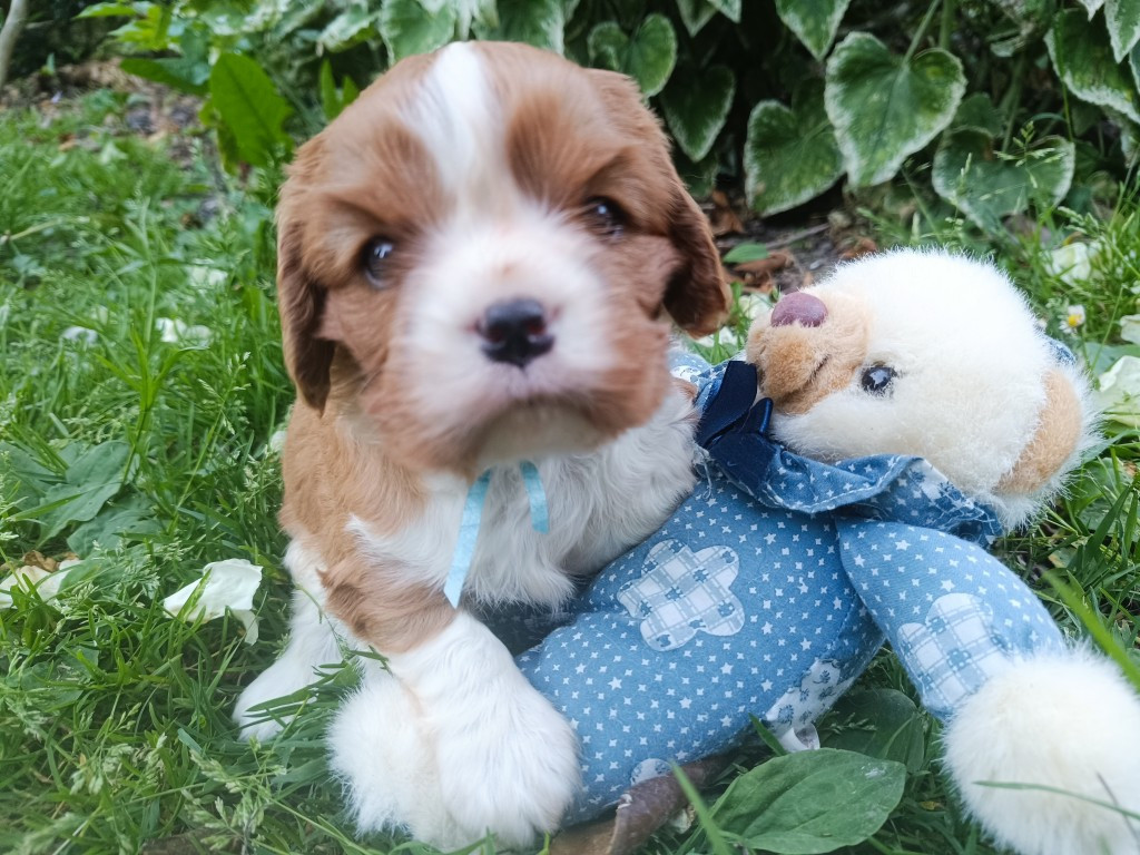des Berberis - Chiots disponibles - Cavalier King Charles Spaniel