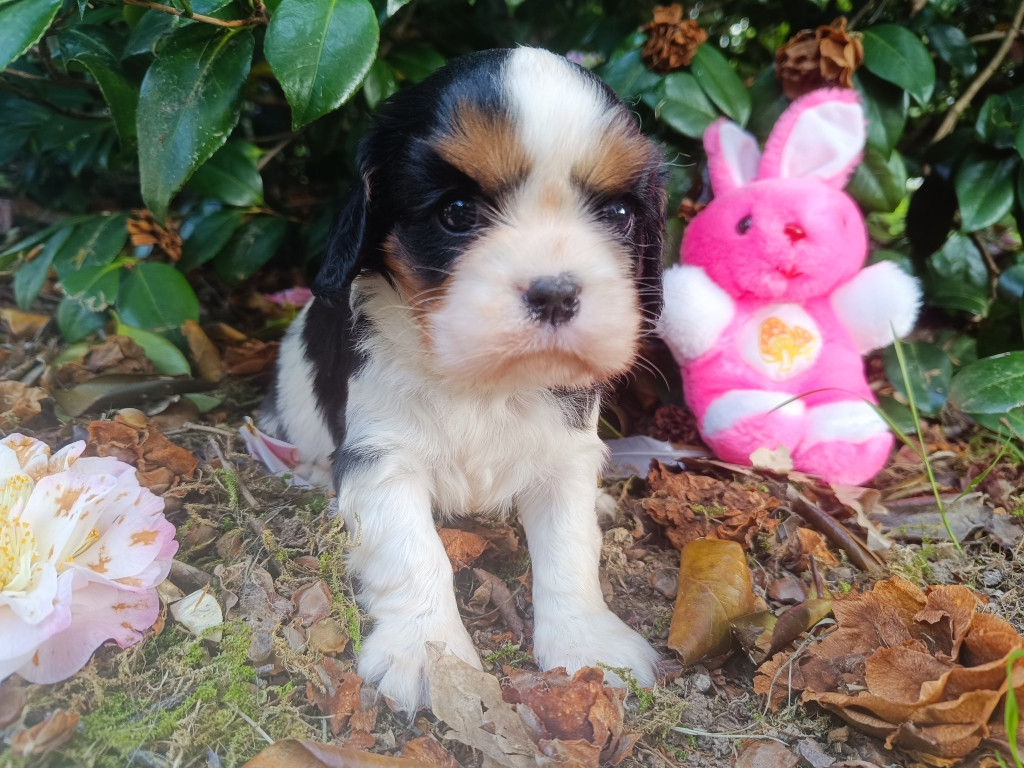 des Berberis - Chiots disponibles - Cavalier King Charles Spaniel