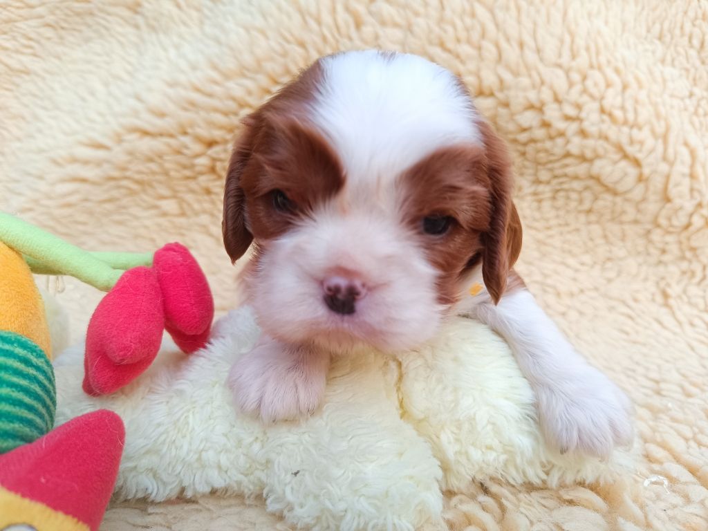 des Berberis - Chiots disponibles - Cavalier King Charles Spaniel