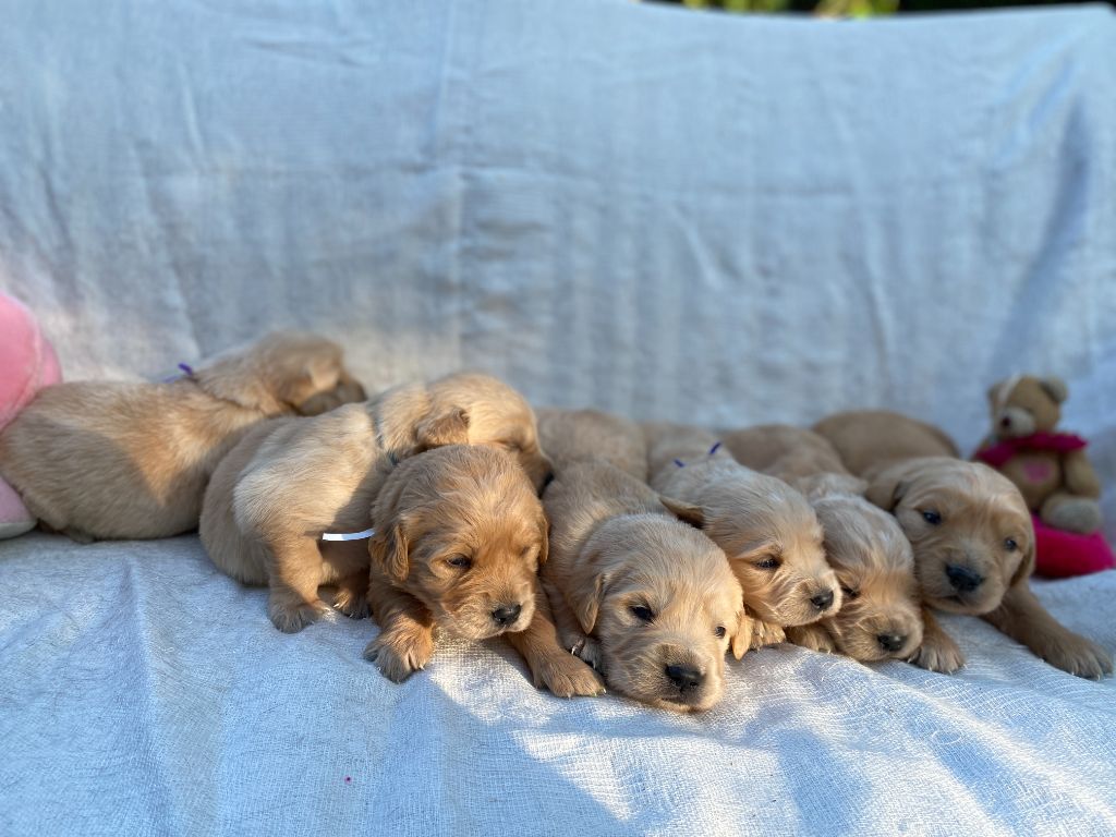 Chiot Golden Retriever des Berberis