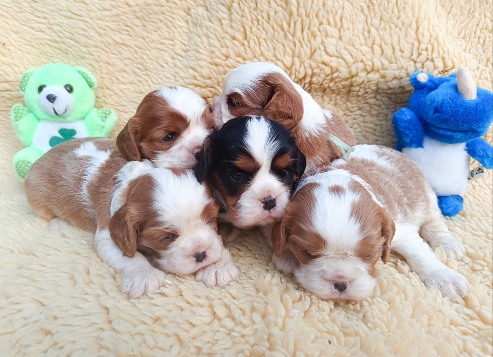 des Berberis - Cavalier King Charles Spaniel - Portée née le 05/07/2025