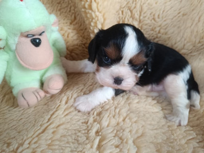 Mâle tricolore - collier vert clair