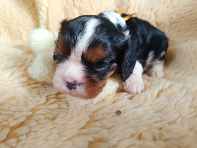 Mâle tricolore - collier jaune