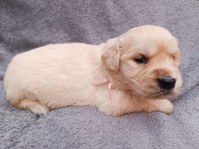 Collier Rose clair 