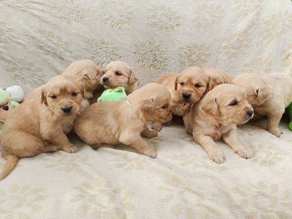 Chiot Golden Retriever des Berberis
