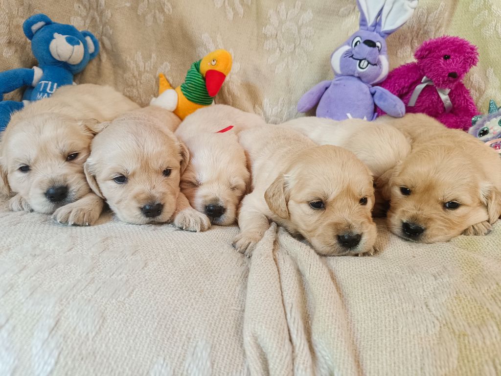 Chiot Golden Retriever des Berberis