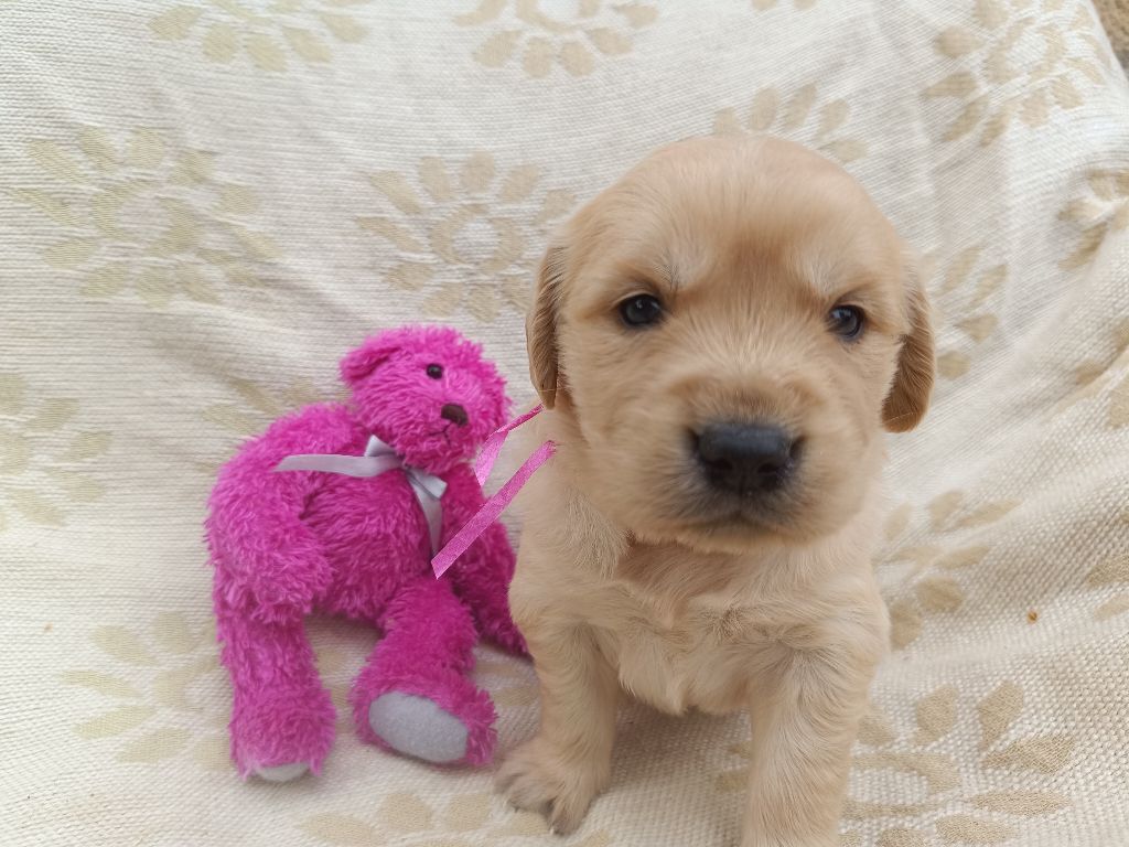 des Berberis - Chiots disponibles - Golden Retriever
