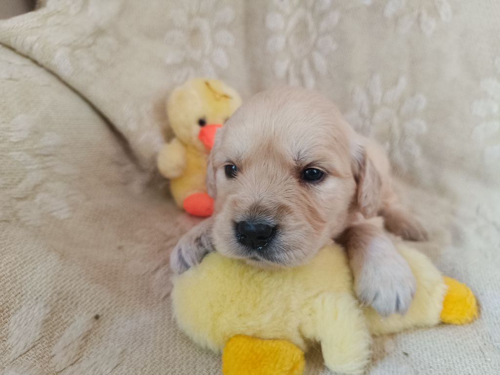 des Berberis - Chiots disponibles - Golden Retriever